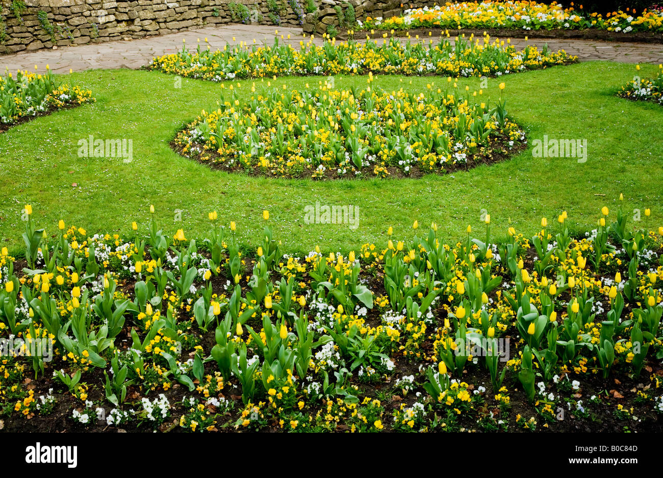Formal spring flower beds of yellow tulips and pansies in the Town Gardens, Swindon, Wiltshire, England, UK Stock Photo