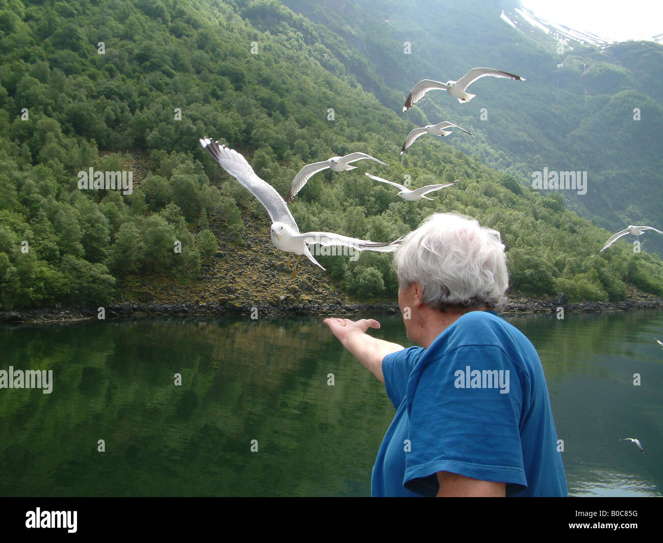 Aged man feeding seegulls Stock Photo