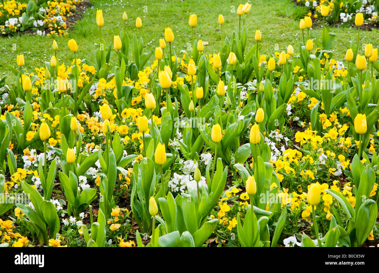 Formal spring flower beds of yellow tulips and pansies in the Town Gardens, Swindon, Wiltshire, England, UK Stock Photo