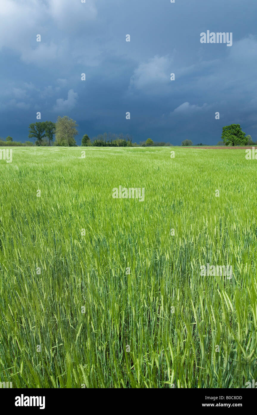 the wheat field during a storm Stock Photo