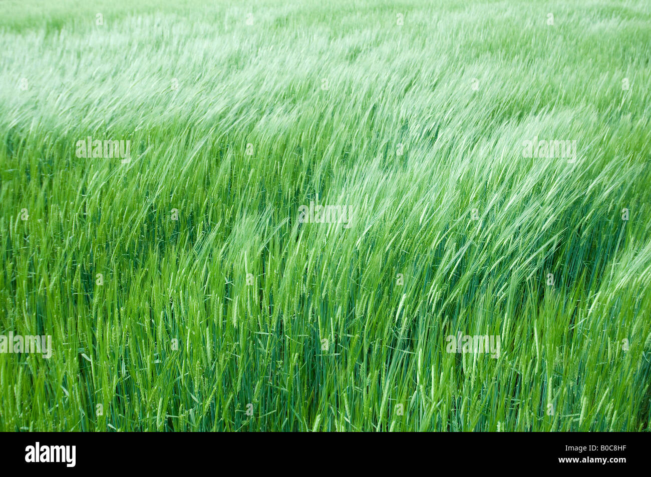 the wind over the wheat field Stock Photo