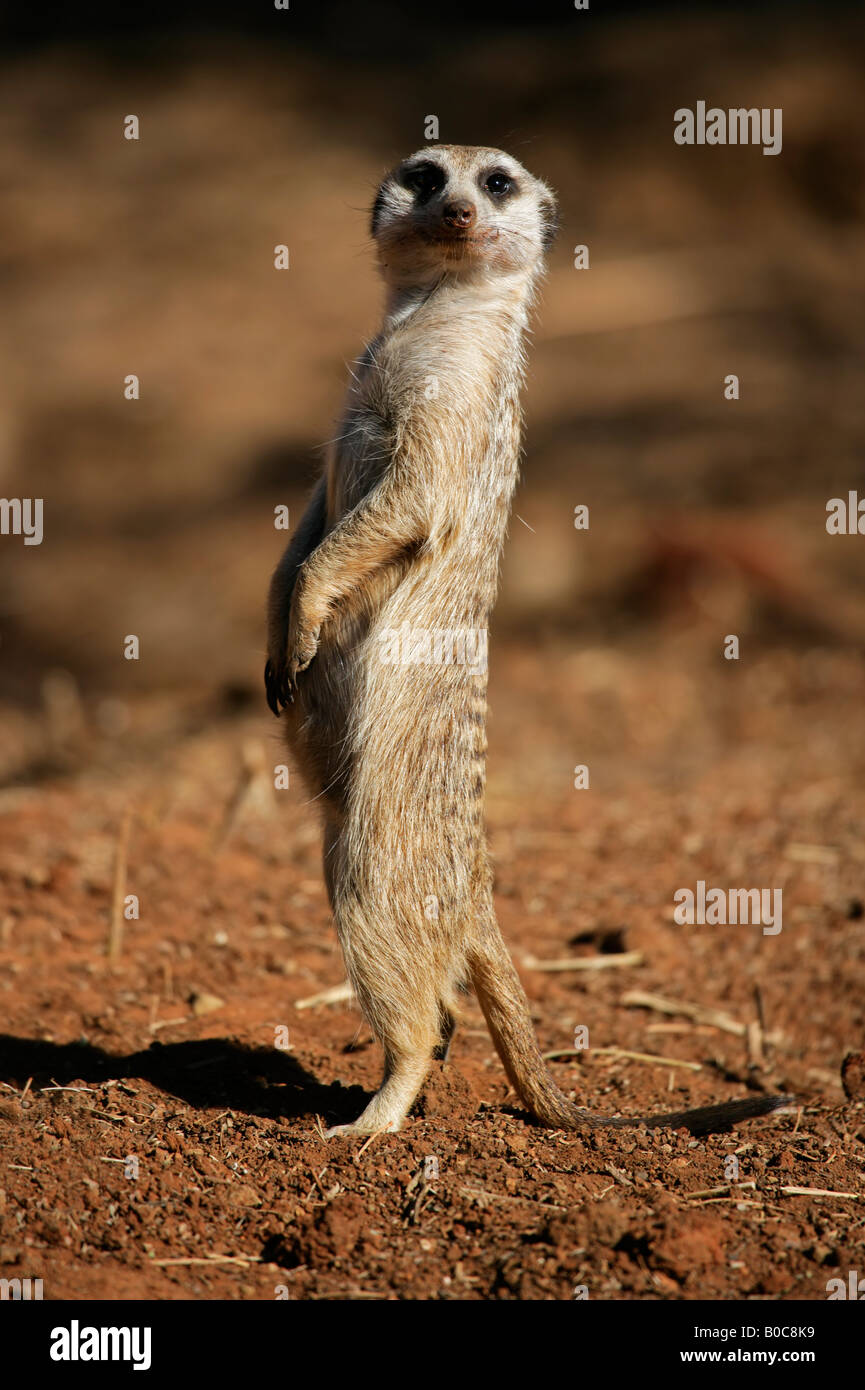 Small Animal Standing On Hind Legs High Resolution Stock Photography