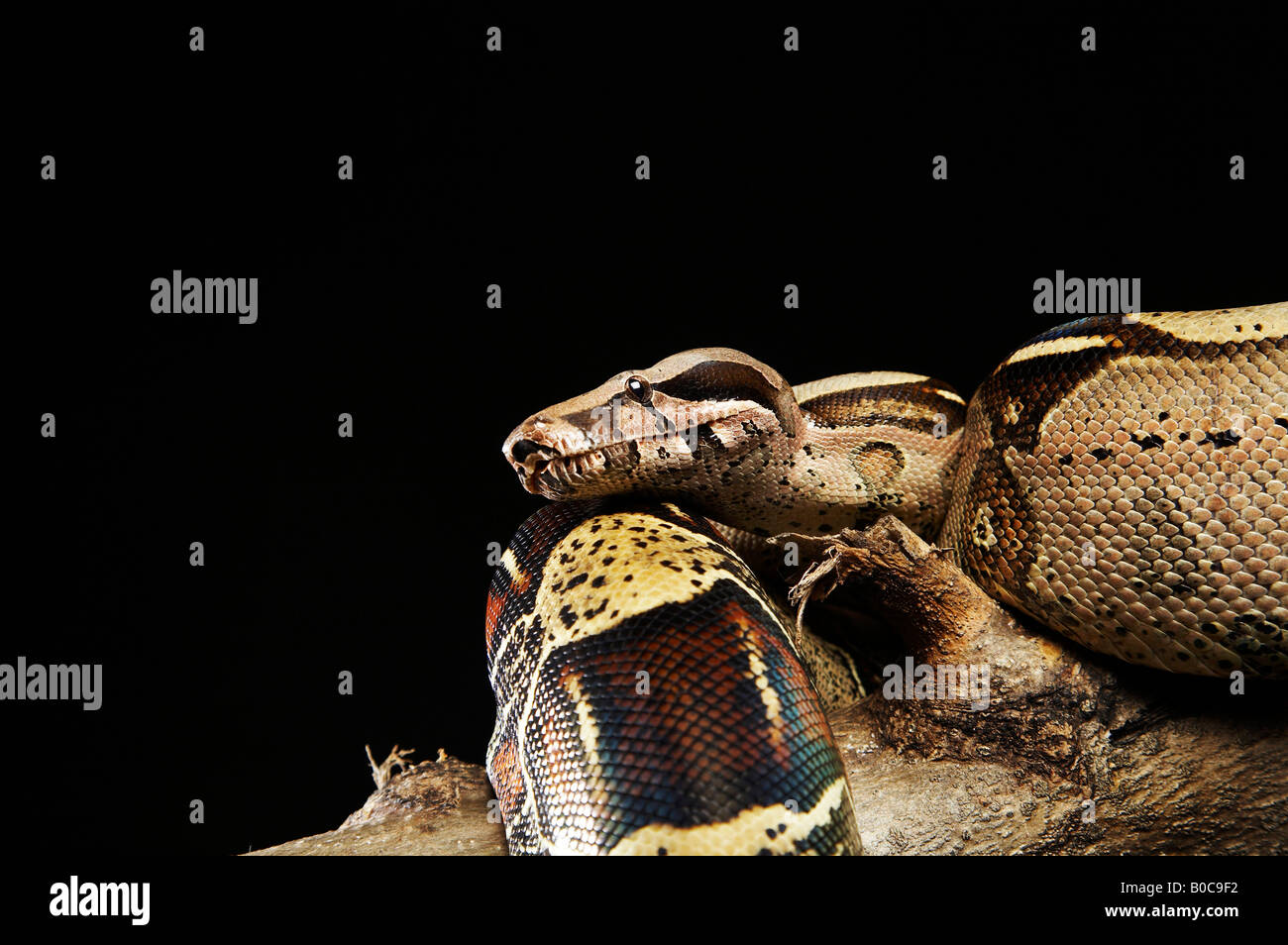 Side view of Royal Python head Stock Photo - Alamy
