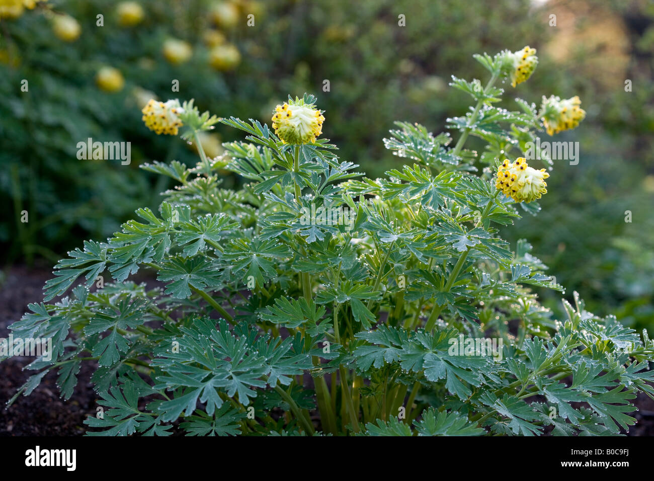 Siberian corydalis, Sibirisk nunneört (Corydalis nobilis Stock Photo ...