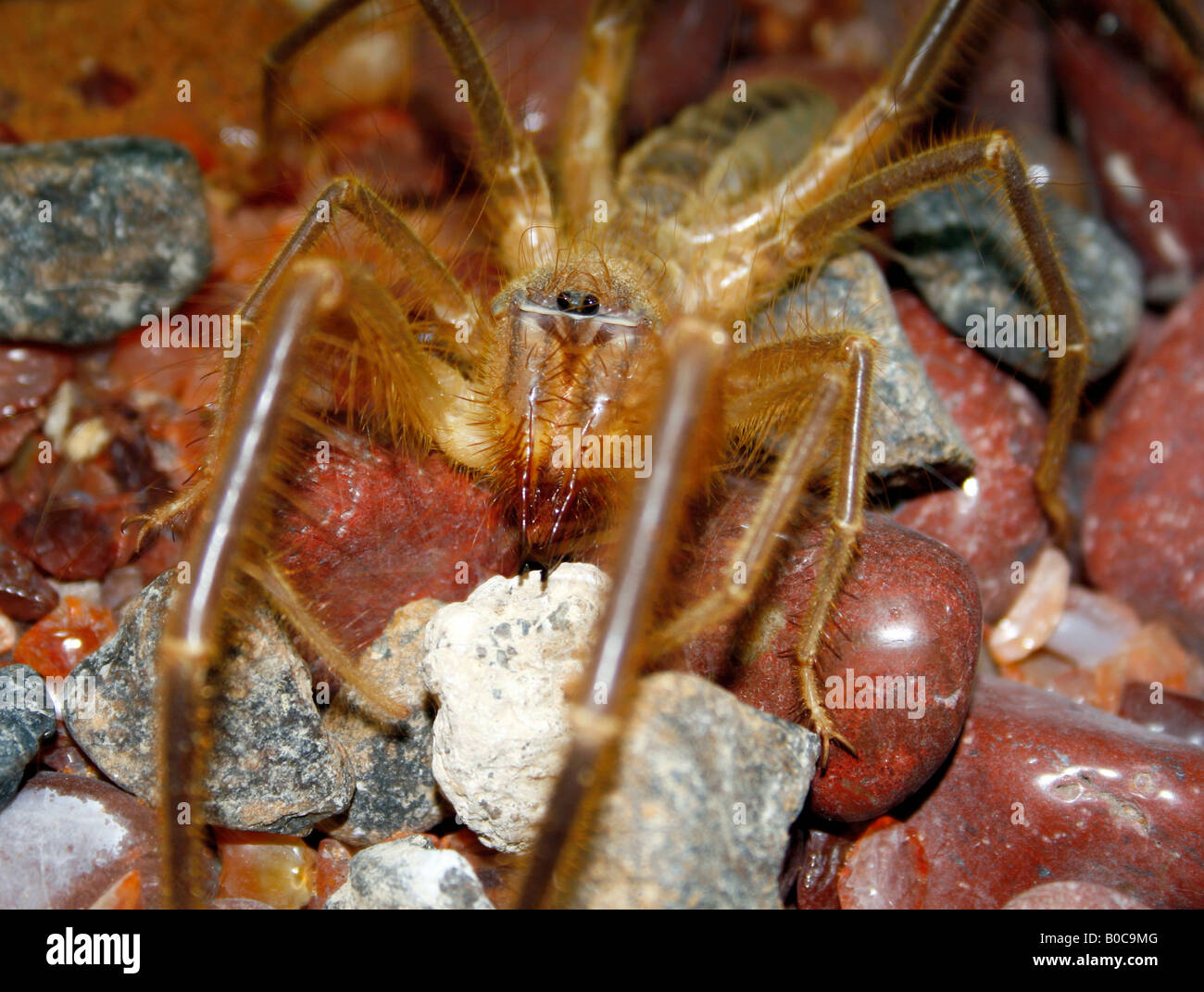 Camel Spider or Wind Scorpion in the desert of Dubai United Arab Emirates Stock Photo