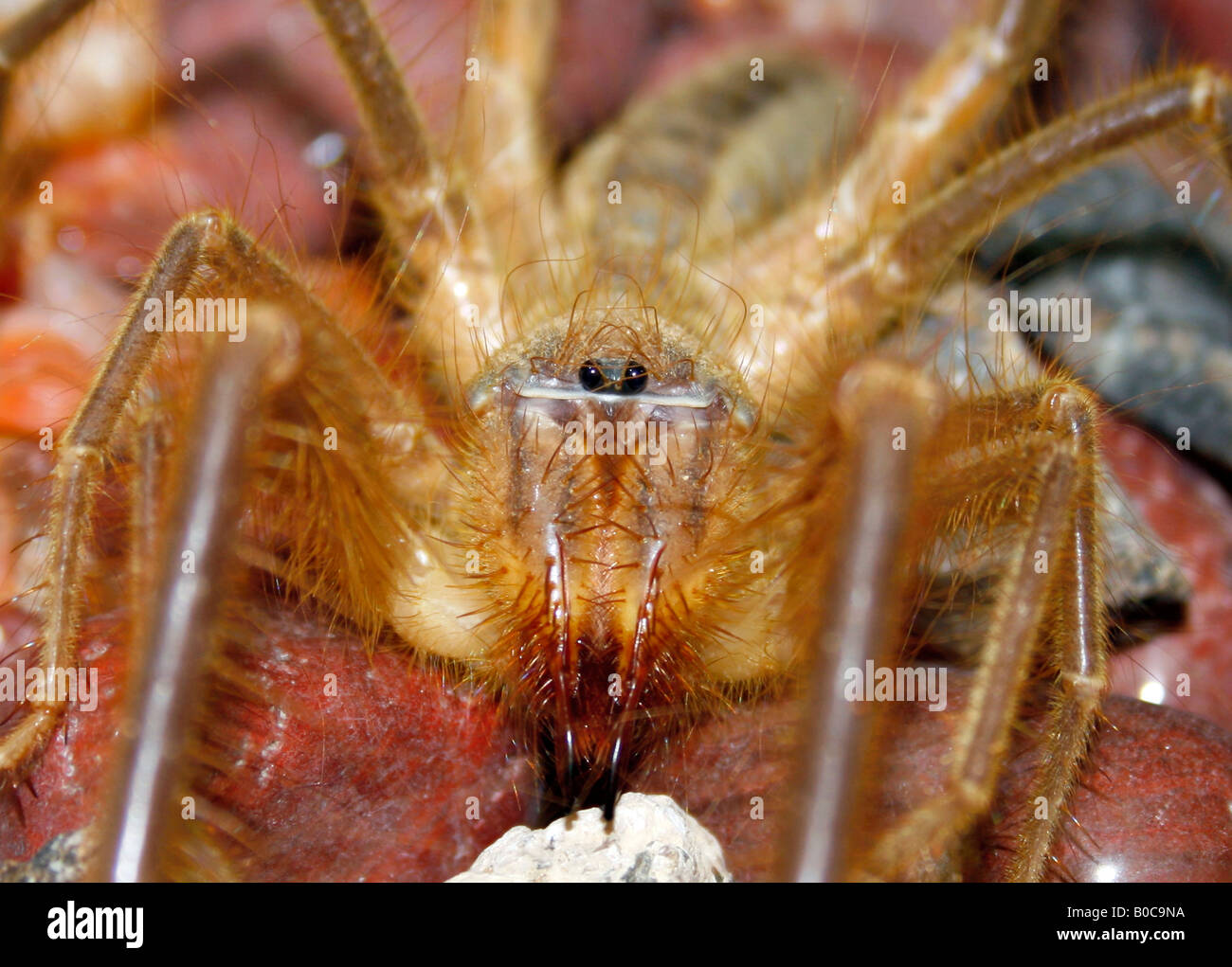 Camel Spider or Wind Scorpion in the desert of Dubai United Arab Emirates Stock Photo