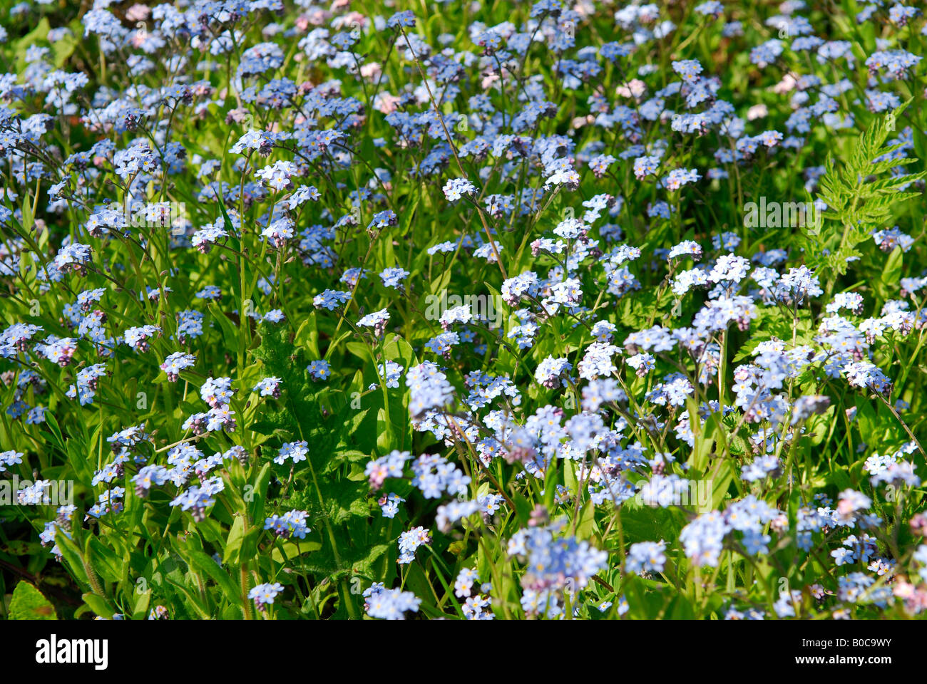 Forget-me-nots,wildflower 'myosotis laxa'. Stock Photo