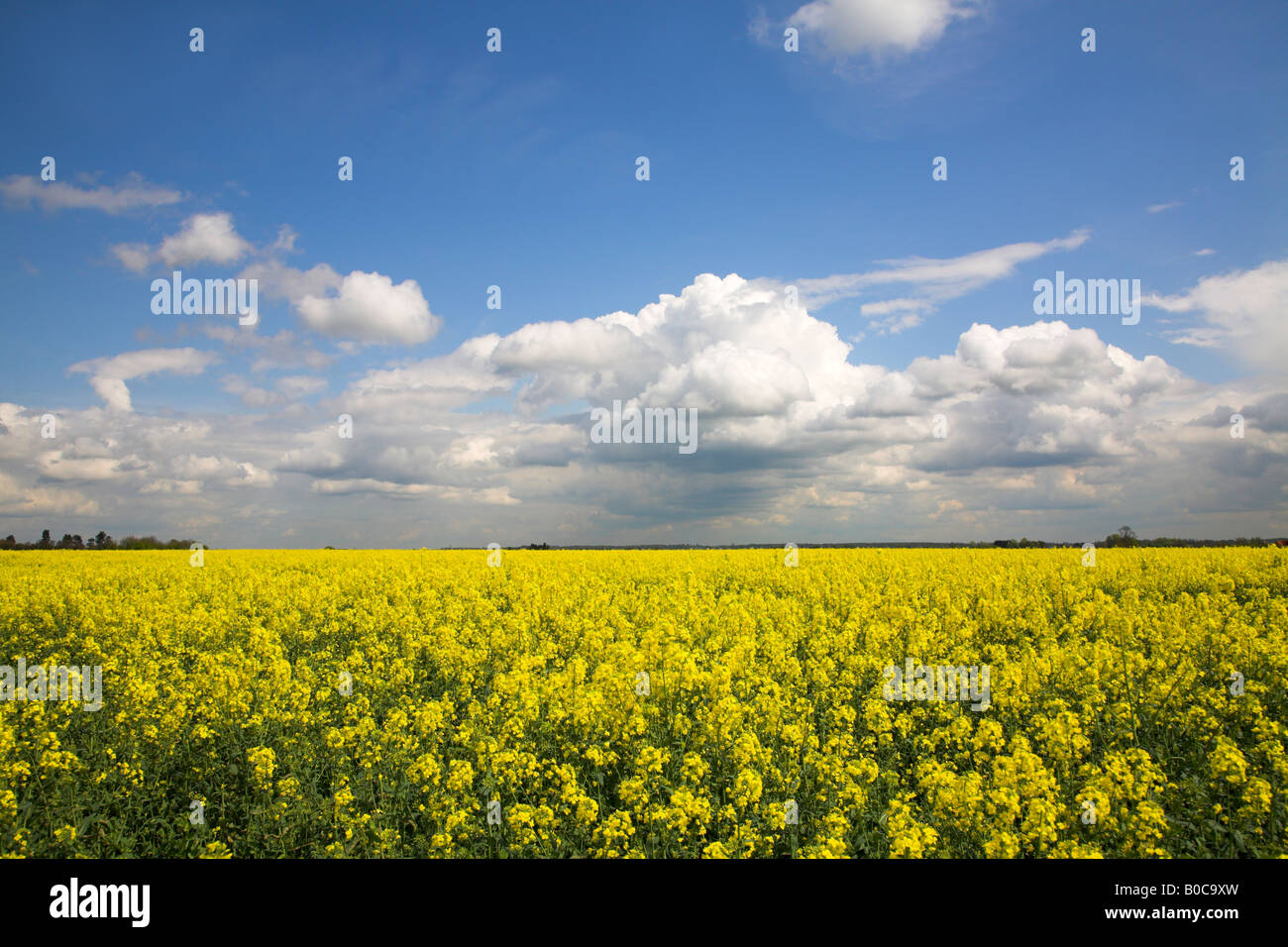 A field of Rapeseed (Brassica napus) Stock Photo