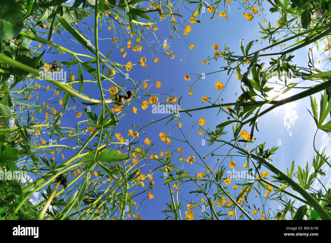 Hahnenfuss or Buttercup (Ranunculus acris) Stock Photo