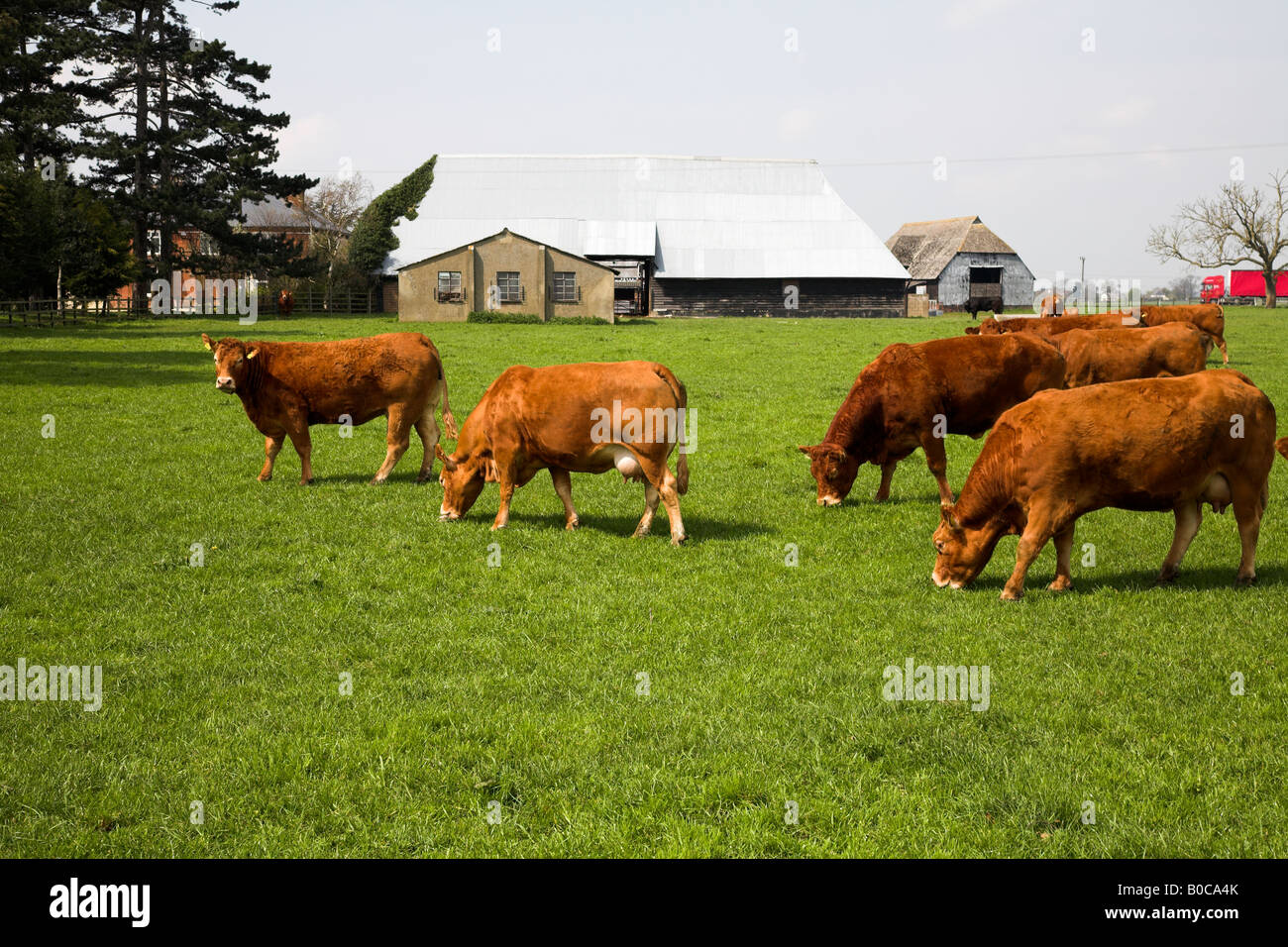 Limousin calf grazing hi-res stock photography and images - Alamy