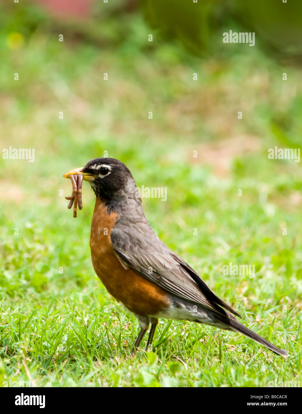 A male american robin turdus migratorius gathers up earthworms to