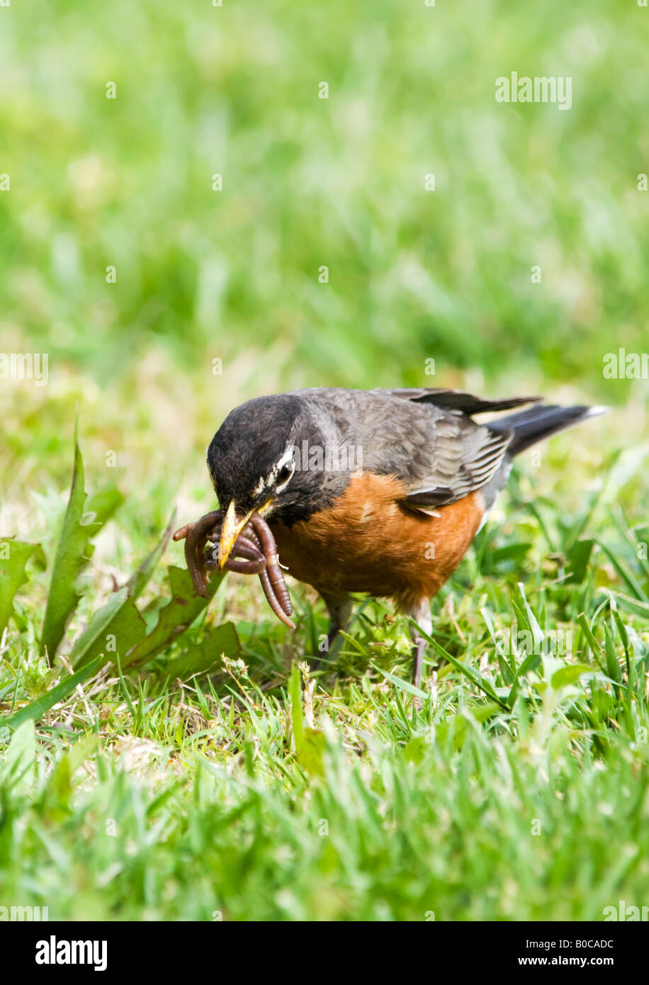Robin Eating Worms In Dirt