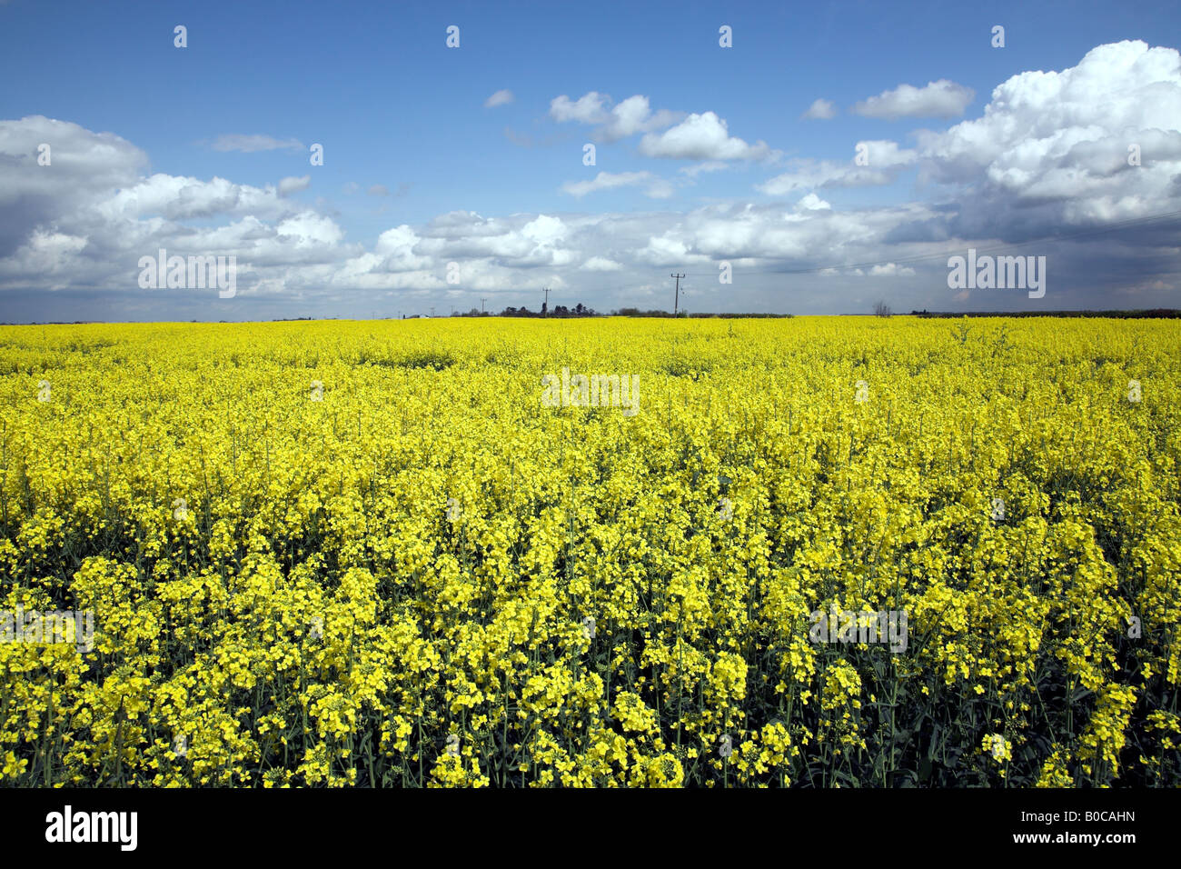 A field of Rapeseed (Brassica napus) Stock Photo