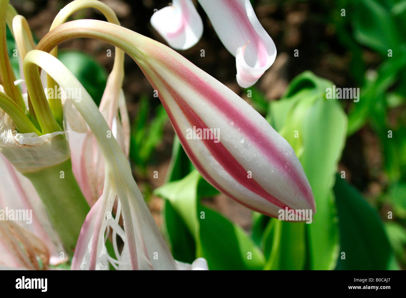 pink white lily bud Stock Photo