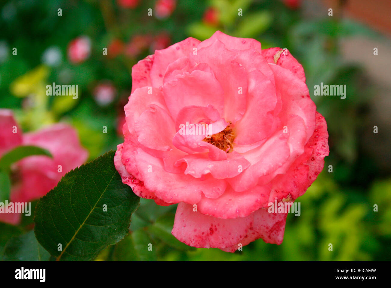 Rose rosary hi-res stock photography and images - Alamy