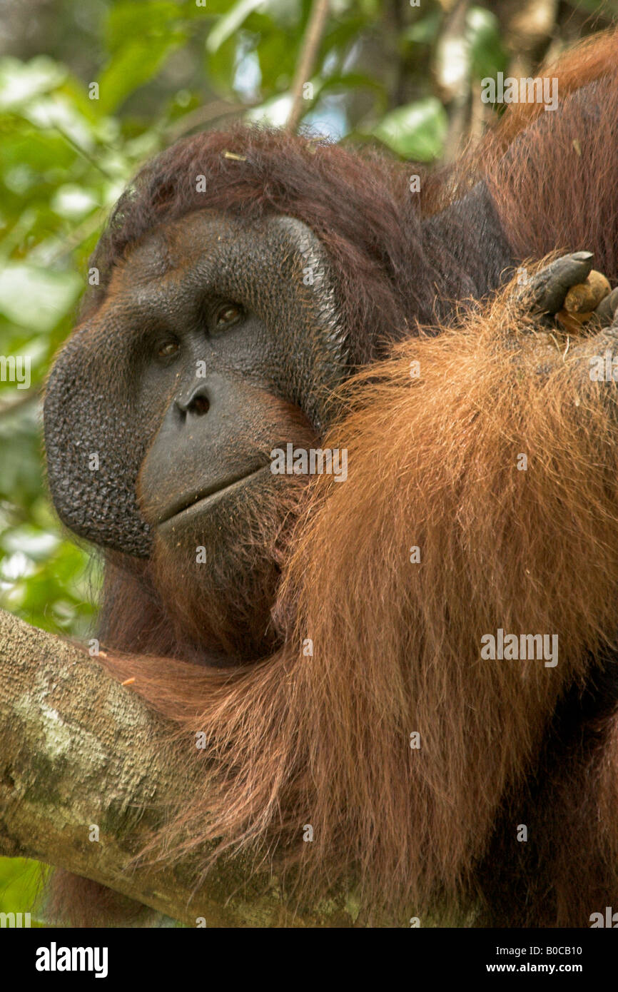 A Male OrangUtan Looking Down From The Trees Stock Photo