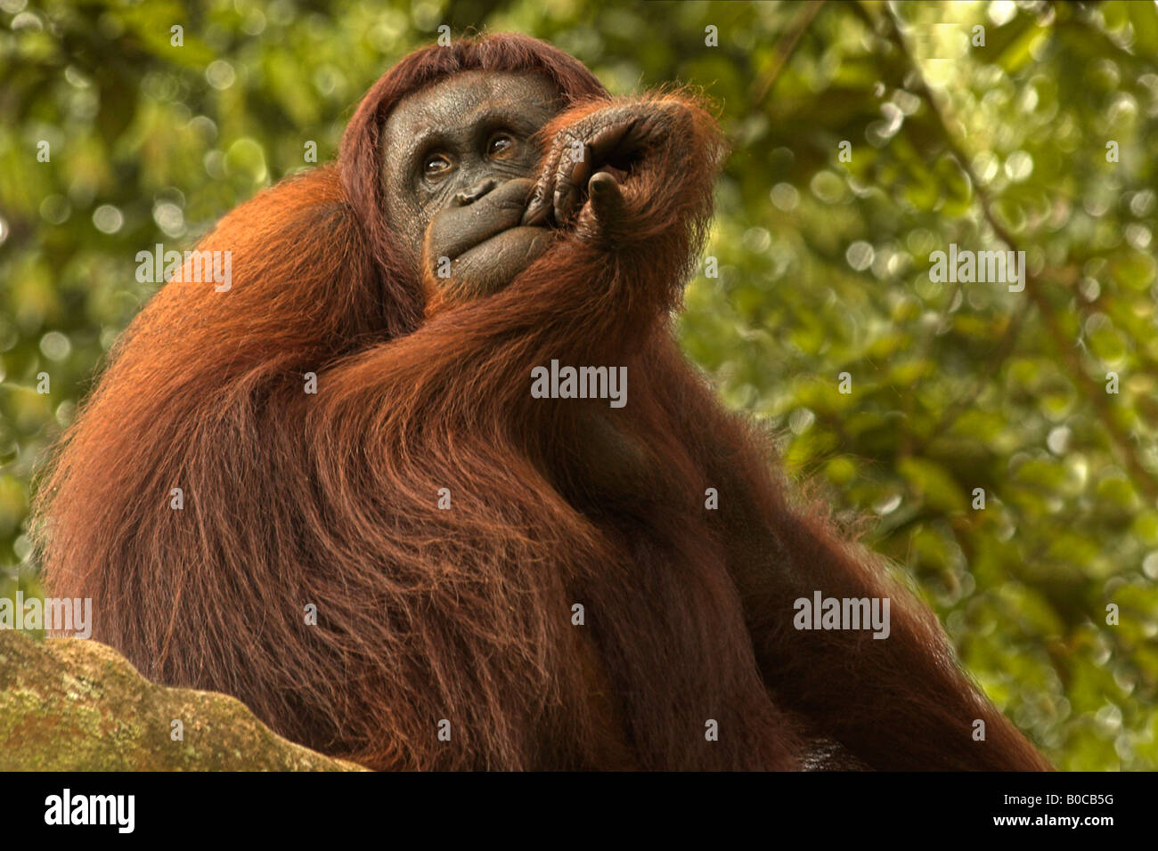 A Very Worried Looking OrangUtan Stock Photo