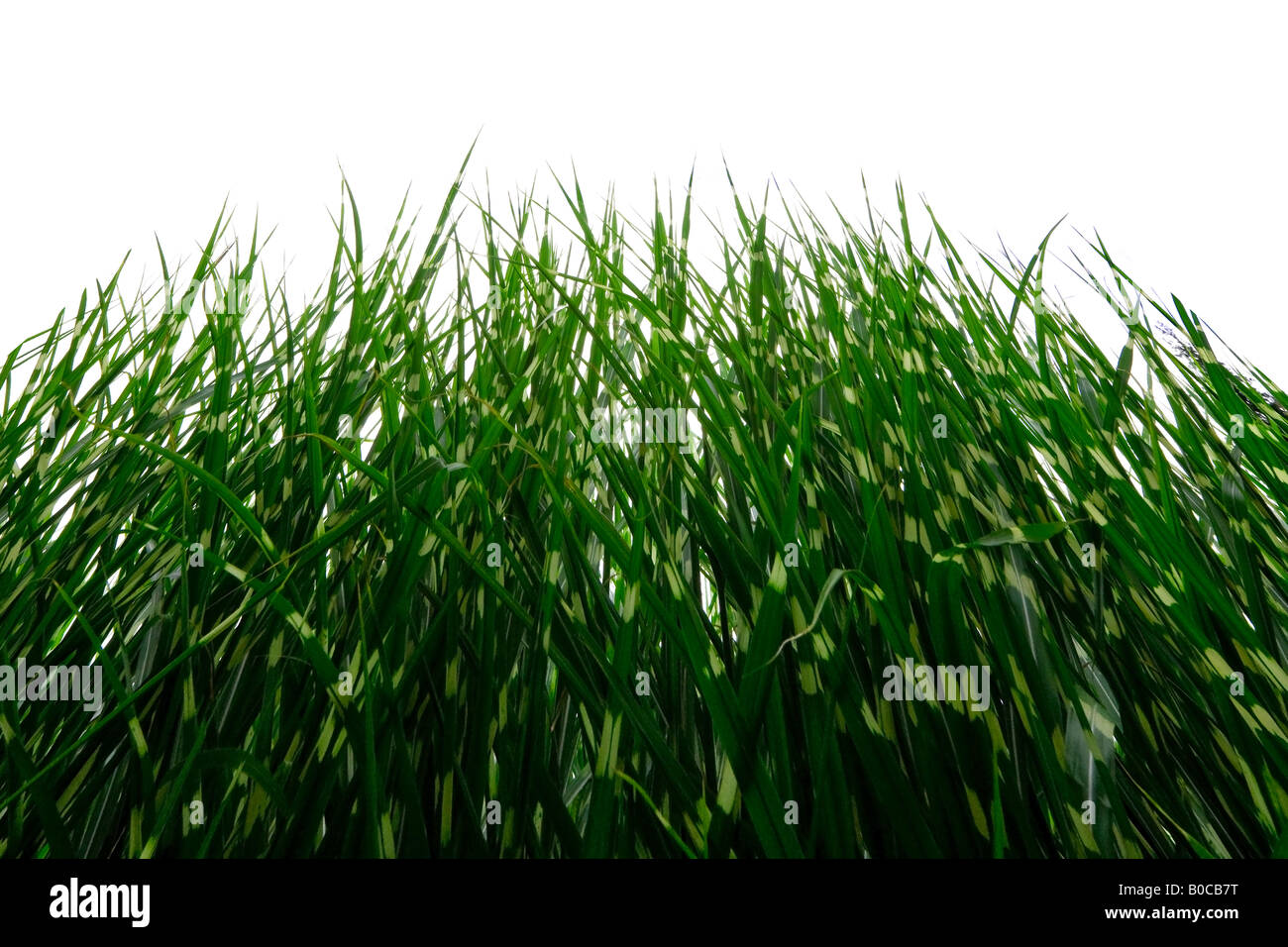 Image of green and yellow Zebra Grasses set against a white background Stock Photo