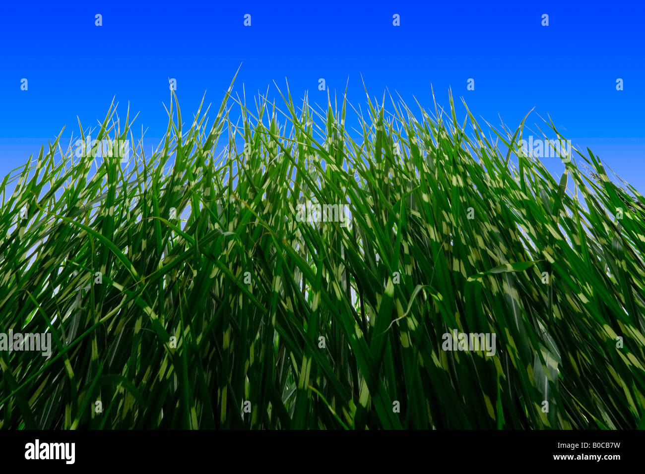 Image of green and yellow Zebra Grasses set against a bright blue sky background Silhouette cutout Stock Photo