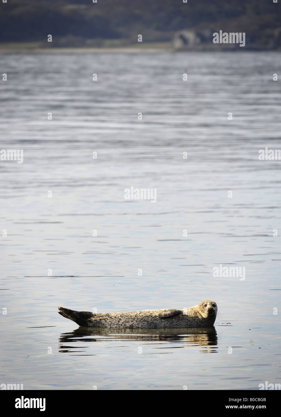A COMMOM SEAL IN WATERS OFF THE COAST OF KINTYRE IN NORTH WEST,SCOTLAND,UK. Stock Photo
