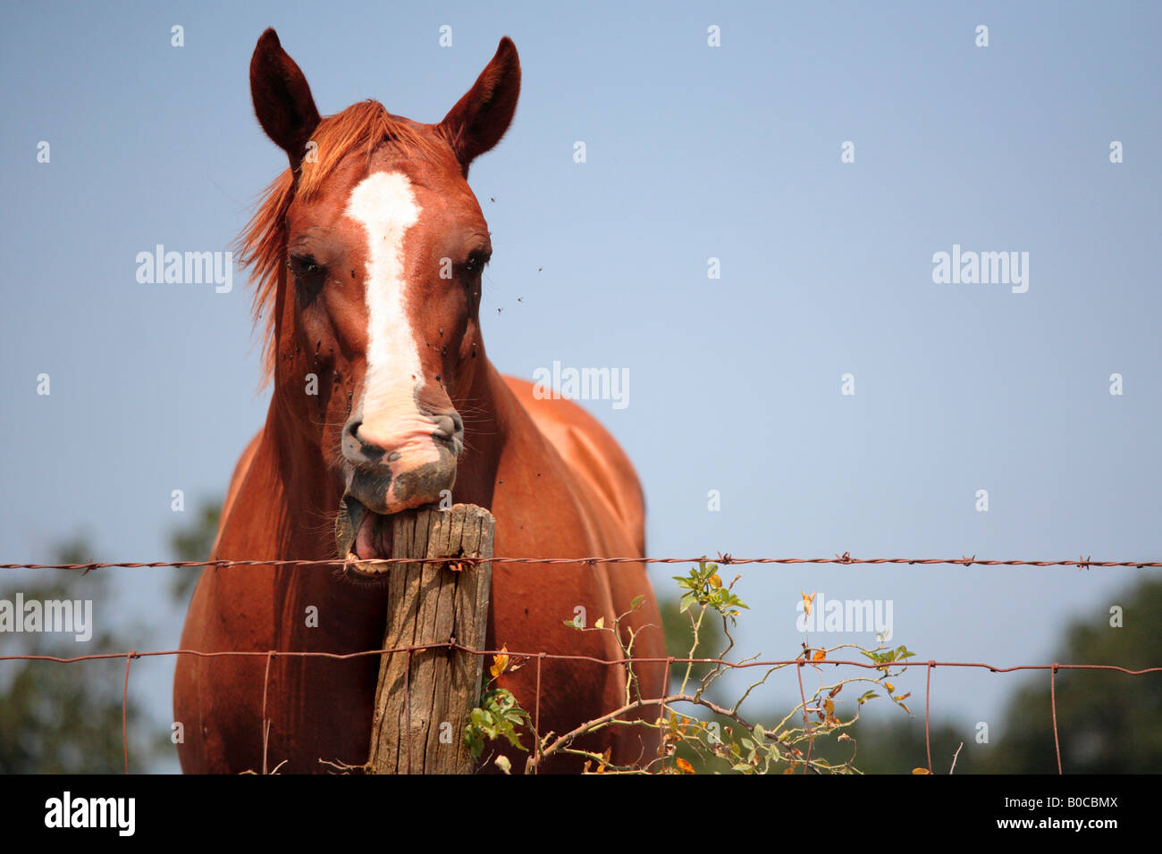HORSE BITING THE FENCE ON A PASTURE BY ROUTE 66 IN RURAL MISSOURI USA Stock Photo Alamy