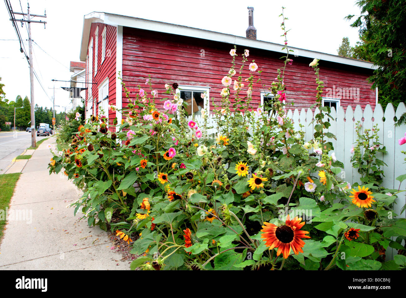Sunflowers And Hollyhocks On Main Street In Baileys Harbor Door