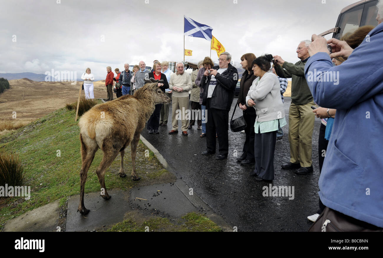 A WILD DEER MINGLES WITH TOURISTS AT A LAYBY IN THE HIGHLANDS OF SCOTLAND NEAR GLENCOE.UK. Stock Photo