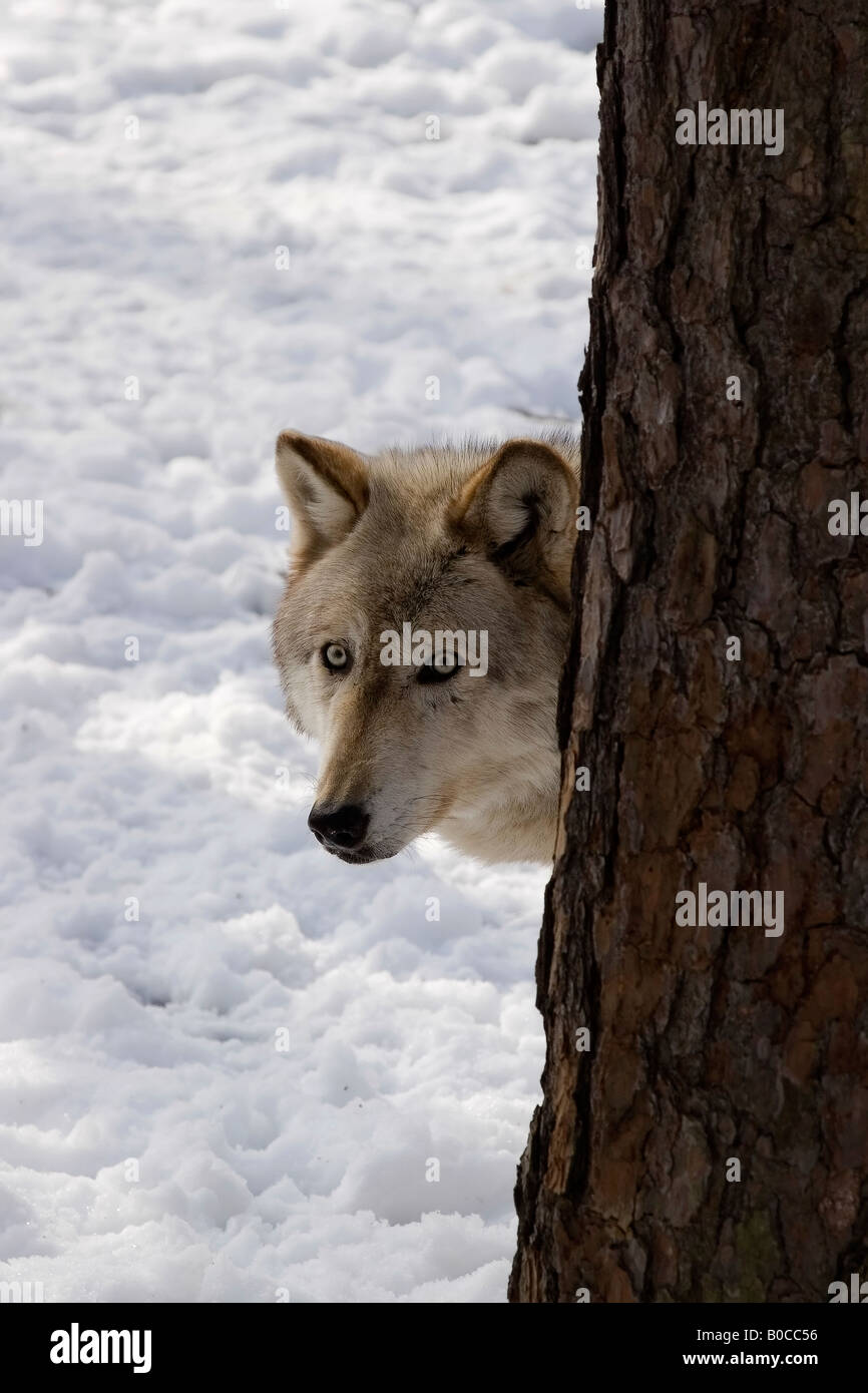 Timber Wolf Canis lupus lycaon lookin around tree Stock Photo