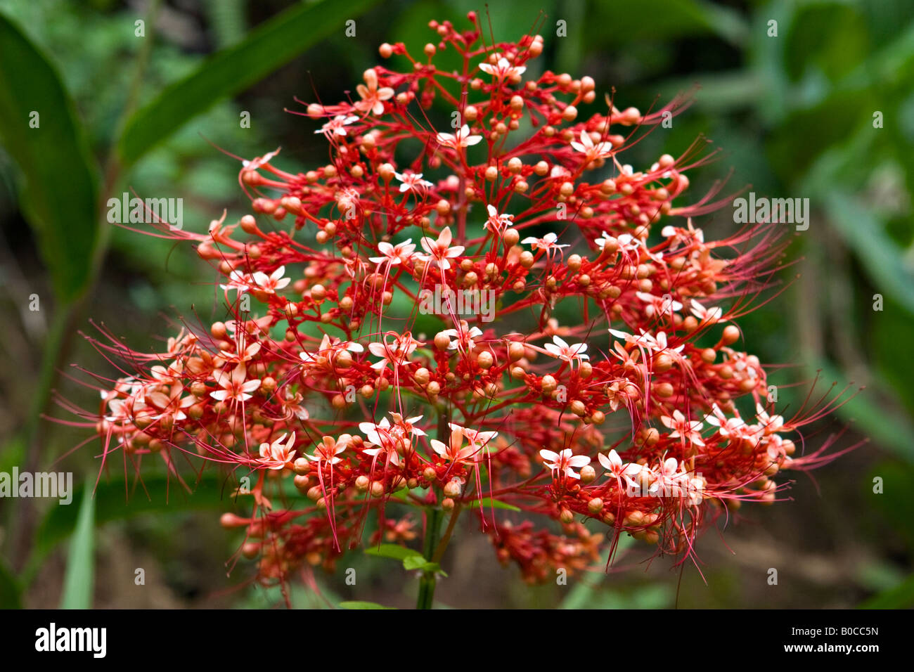 Pagoda Flower (Clerodendrum Paniculatum), Sulawesi, Indonesia, South East Asia Stock Photo