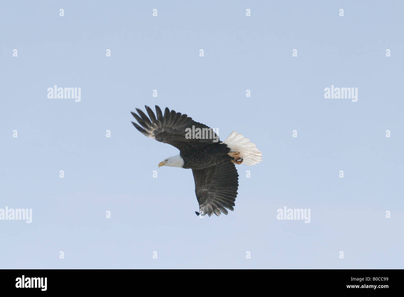 Bald Eagle Haliaeetus leucocephalus in flight Stock Photo - Alamy