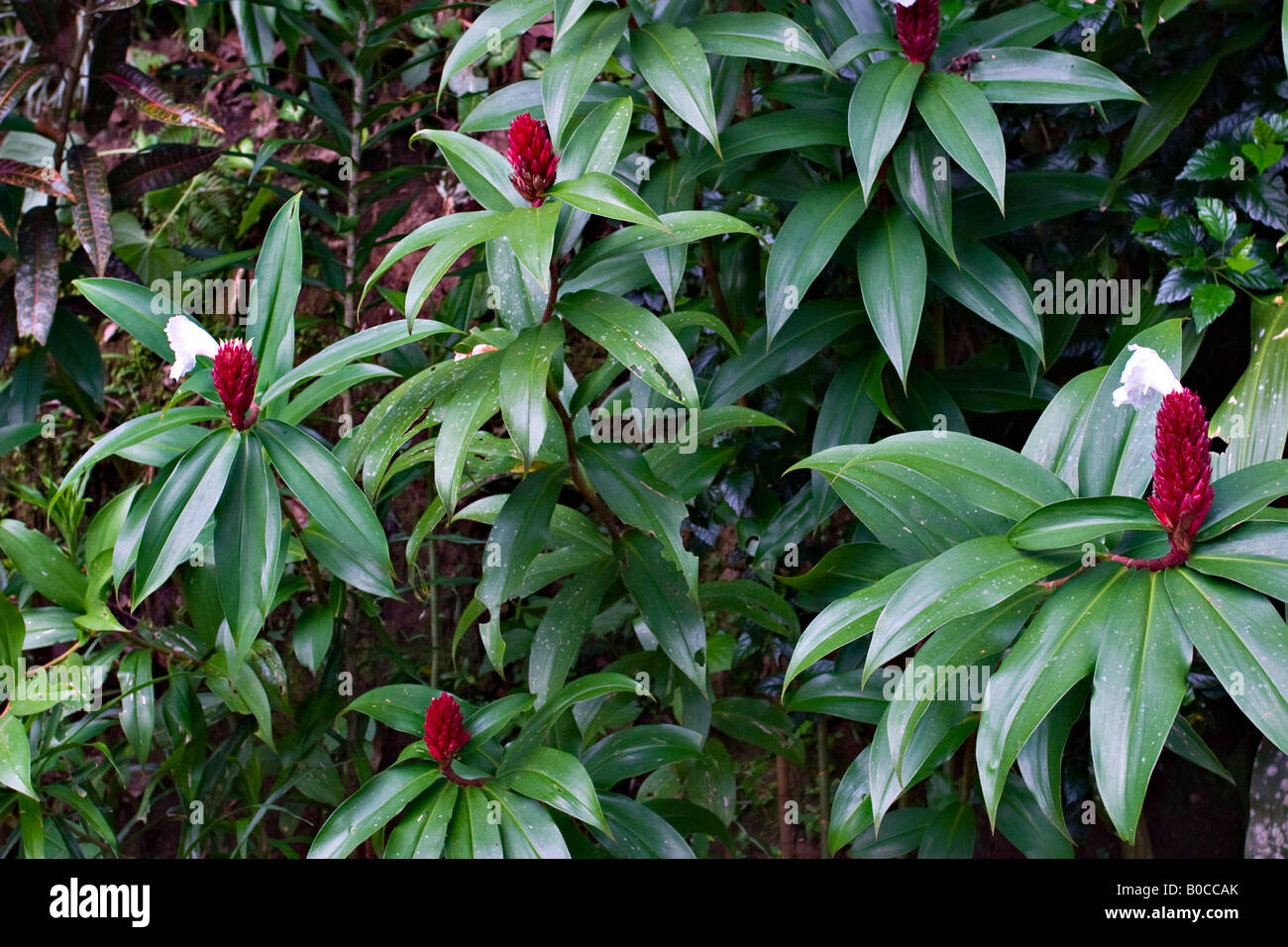 Crape ginger, Costus Speciosus, Java, Indonesia, Asia Stock Photo - Alamy