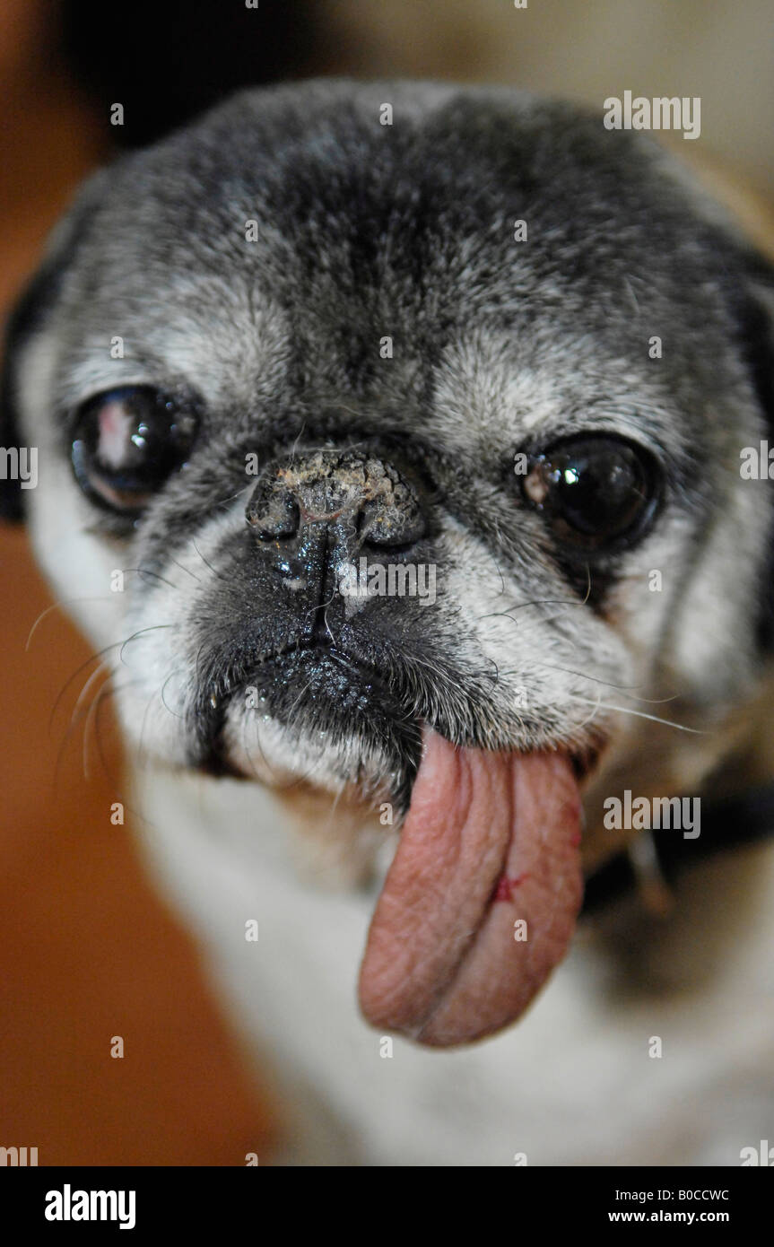 Old pug dog with long dirty tongue and eye scars from surgery Stock Photo