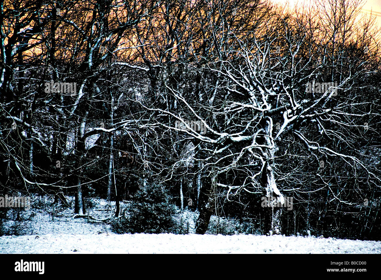 Snow during the winter of 2008 at a local nature reserve near Bury Lancashire UK Stock Photo