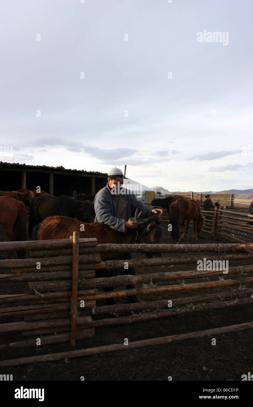 man cutting horse's mane, Mongolia Stock Photo Alamy