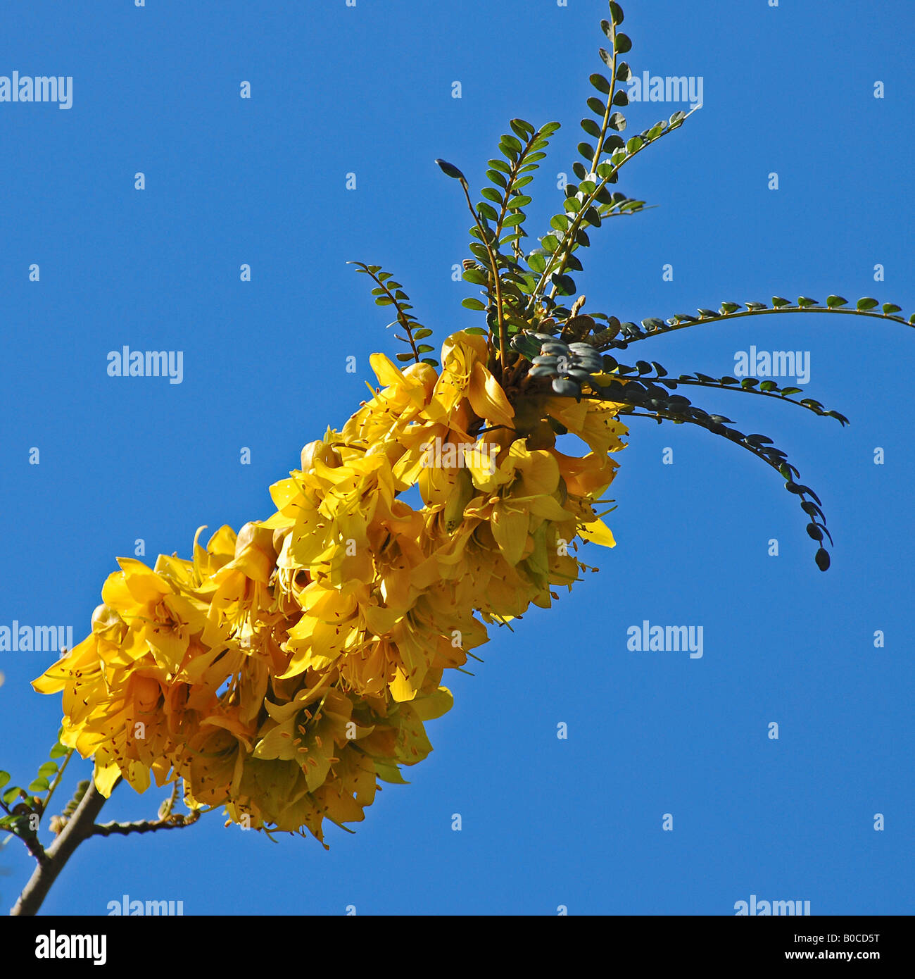 Sophora sp. (probably S. microphylla or S. tetraptera) Stock Photo