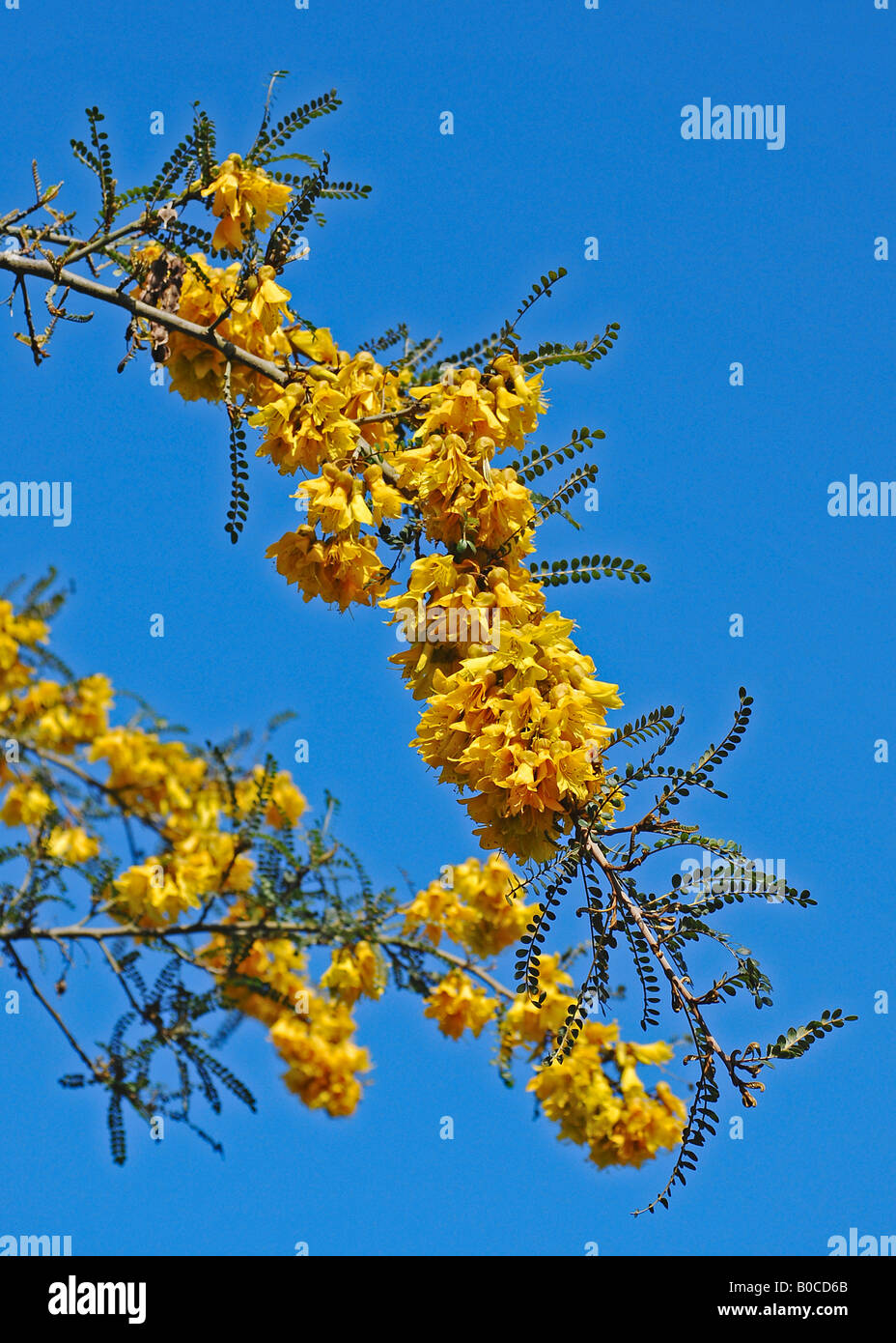 Sophora sp. (probably S. microphylla or S. tetraptera) Stock Photo