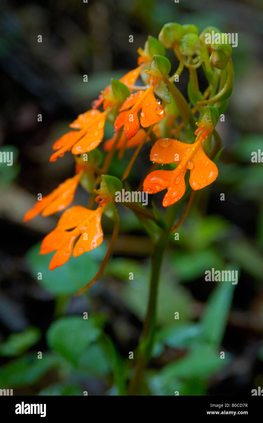 Wild orchid in Phu Hin Rong Kla national park, Thailand Stock Photo