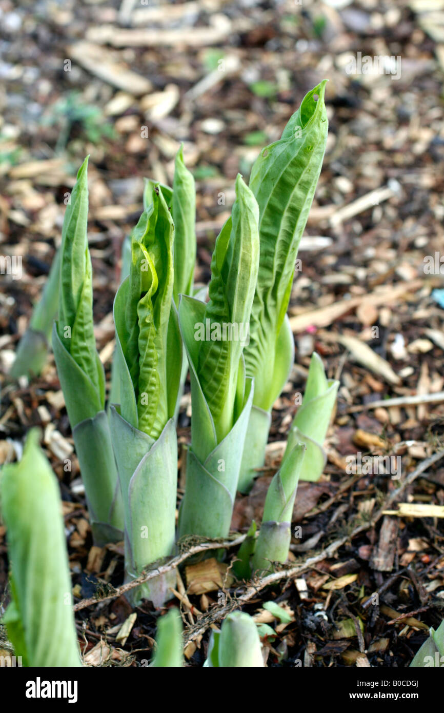 EMERGING SHOOTS OF HOSTA FRANCES WILLIAMS AGM Stock Photo