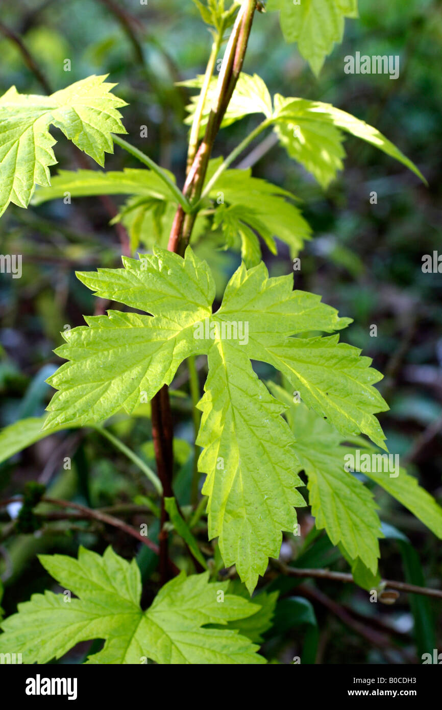 HUMULUS LUPULUS AUREUS AGM THE GOLDEN HOP Stock Photo