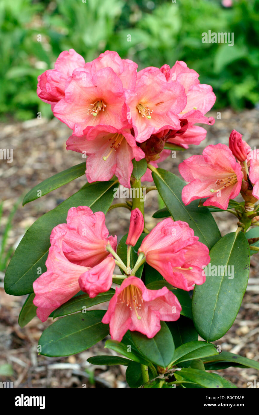 RHODODENDRON SEPTEMBER SONG Stock Photo