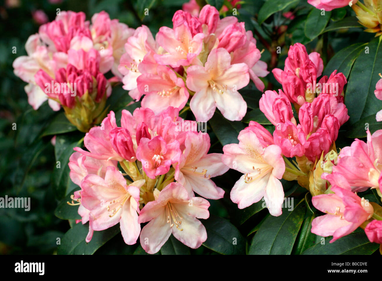 RHODODENDRON PERCY WISEMAN AGM Stock Photo