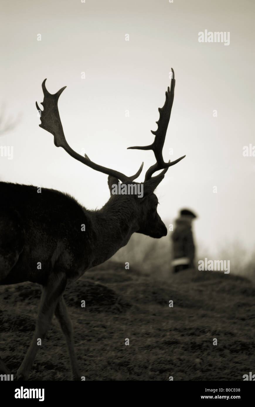 Deer and figure Stock Photo