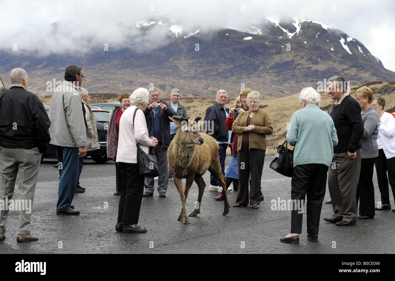 A WILD DEER MINGLES WITH TOURISTS AT A LAYBY IN THE HIGHLANDS OF SCOTLAND NEAR GLENCOE.UK Stock Photo