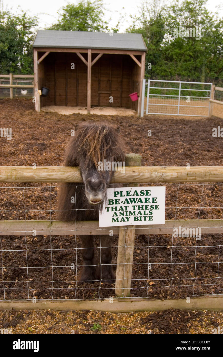Pony At The Junior Farm At Wroxham Barns In Norfolk,Uk Stock Photo Alamy