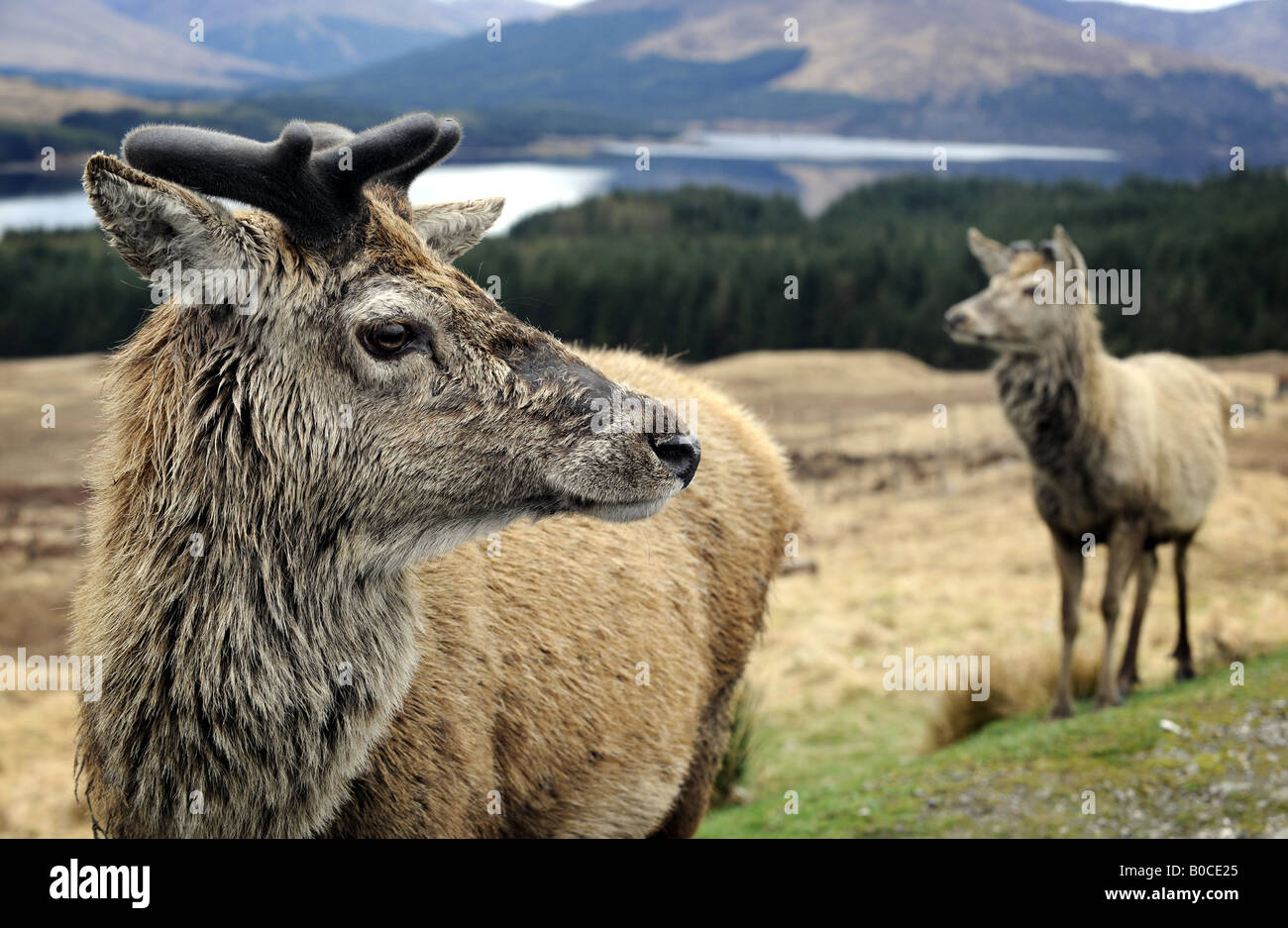 A PAIR OF NATIVE SCOTTISH DEER PICTURED IN THE HIGHLANDS OF SCOTLAND,UK