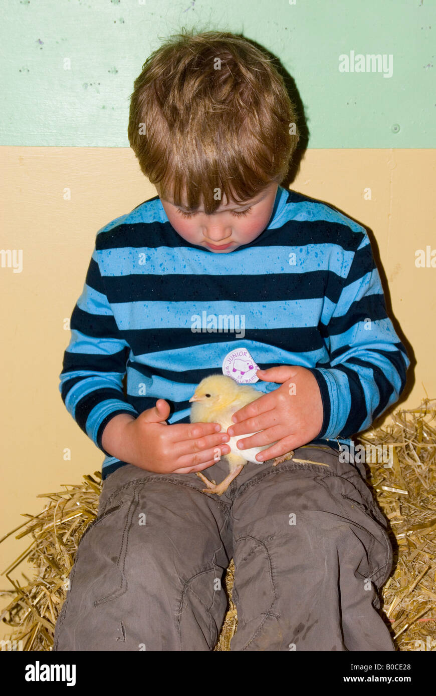 Young Boy Holding Chick At The Junior Farm At Wroxham Barns In Norfolk,Uk Stock Photo