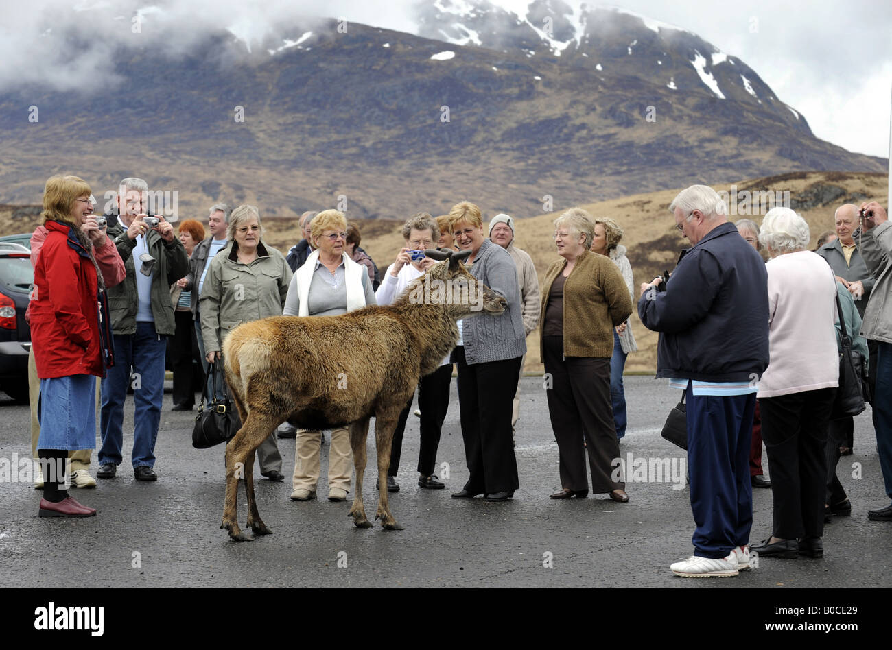 A WILD DEER MINGLES WITH TOURISTS AT A LAYBY IN THE HIGHLANDS OF SCOTLAND NEAR GLENCOE.UK Stock Photo