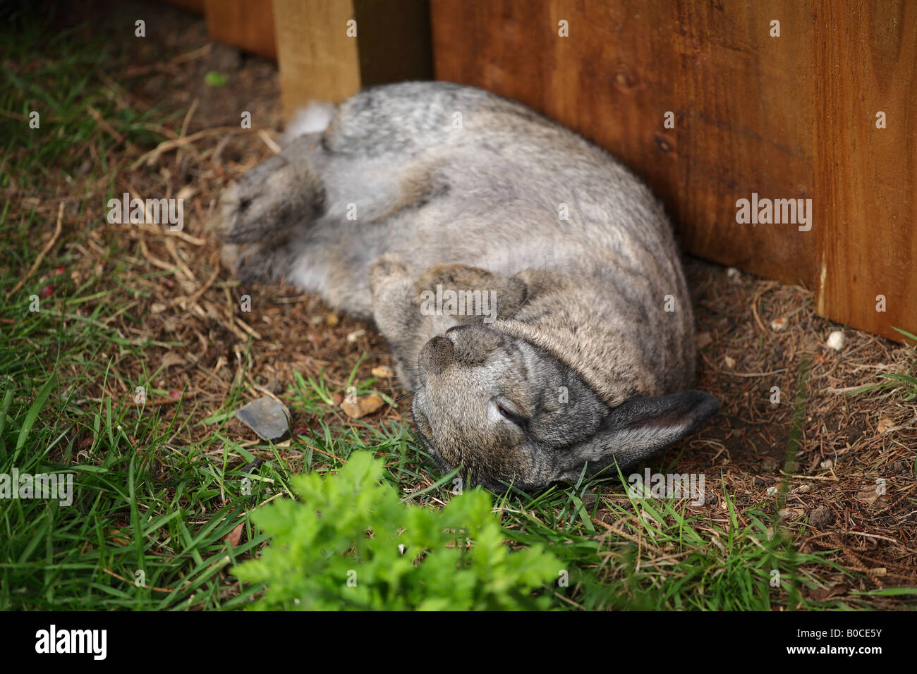 Happy bunny Rabbit rolling in dirt Stock Photo Alamy