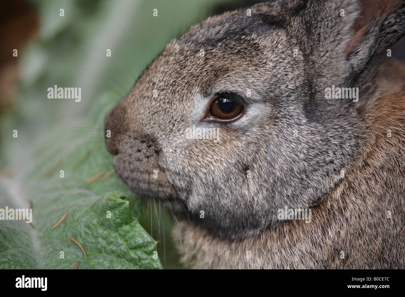 Rabbit fur hires stock photography and images Alamy
