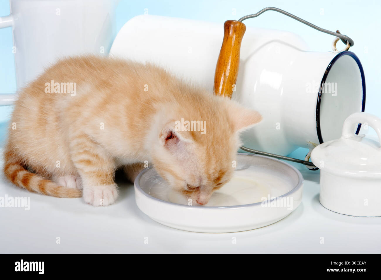 Six weeks old red kitten drinking milk Stock Photo Alamy